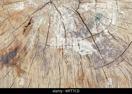 Close up Core Baum des Cut Baumstamm Hintergrund. Stockfoto