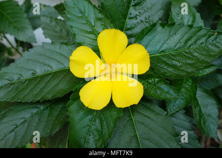 West Indian Holly Blume. Stockfoto