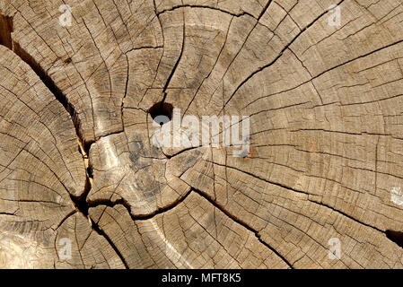 Close up Core Baum des Cut Baumstamm Hintergrund. Stockfoto