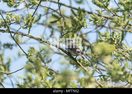 Eine männliche Mönchsgrasmücke (Sylvia atricapilla) in einer Weide (Salix sp) Baum Stockfoto