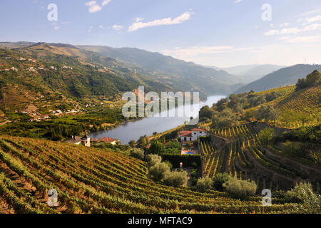 Barqueiros, über den Fluss Douro und ist in einem sehr guten Region Wein zu produzieren. Portugal Stockfoto