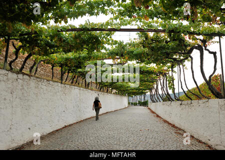 Die traditionellen Weinberge in Quinta do Noval, Region Douro. Ein UNESCO-Weltkulturerbe, Portugal Stockfoto