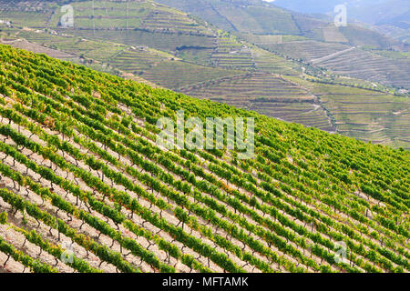 Terrassierten Weinberge entlang des Douro Flusses während der Trauben ernten. Ervedosa do Douro, ein UNESCO-Weltkulturerbe, Portugal Stockfoto