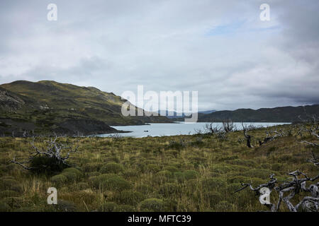 Ruhigen See Wasser und Weideland in den Torres del Paine National Park in der Region Magallanes Chile. Panorama. Stockfoto