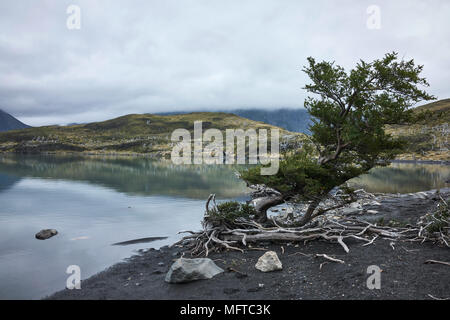 Ufer eines Sees in Patagonien, Chile, im Torres del Paine Nationalpark. Stockfoto