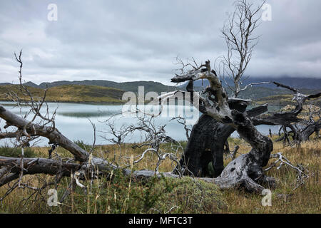 Totes Holz auf grasigen Ufer eines Patagonischen See. Hügel erstrecken sich in den Horizont. Stockfoto