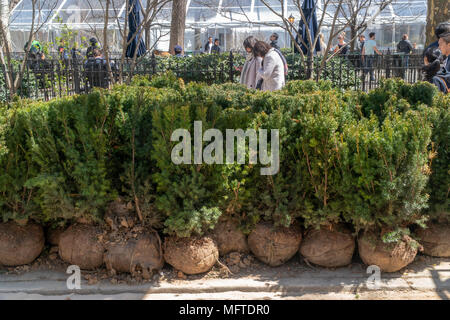 Laub warten auf Pflanzen im Madison Square Park in New York auf am Samstag, 21. April 2018. (Â© Richard B. Levine) Stockfoto