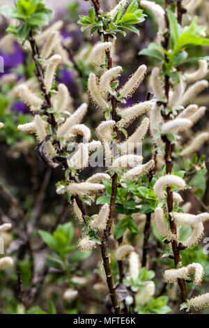 Halberd Weide, Salix hastata 'Wehrhahnii' Stockfoto