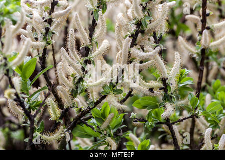 Halberdweide, Salix hastata 'Wehrhahnii' Willow Zweige Stockfoto