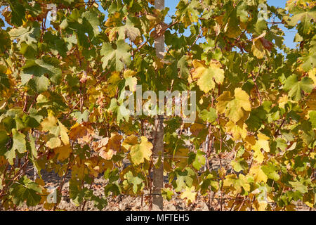 Weinstock, grüne und gelbe Blätter Textur Hintergrund an einem sonnigen Herbsttag Stockfoto