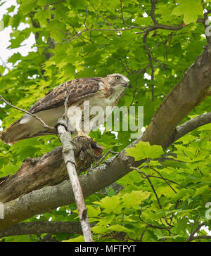 Red-tailed Hawk essen Beute in Zweigen Stockfoto