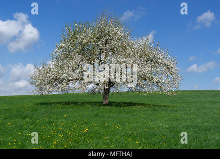 Blühender Apfelbaum auf einer Wiese Stockfoto