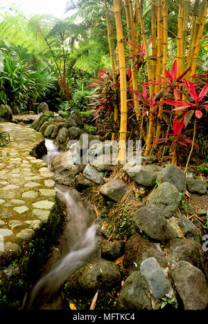 Rocky Garten mit einer Anpflanzung von Bambusa vulgaris und Cordyline terminalis Stockfoto