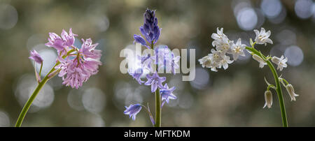 Farbe Formen der Spanischen Bluebell (Hyacinthoides hispanica). Rosa, weißen und blauen Sorten in das Vereinigte Königreich eingeführt, in der Familie Asparagaceae Stockfoto