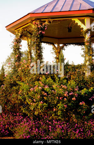 Pavillon am Ende des Tages mit Anpflanzungen von Verbena 'Fiesta', Rosa' Klettern Pinkie' und Rosa 'Excellenz Schubert' Stockfoto