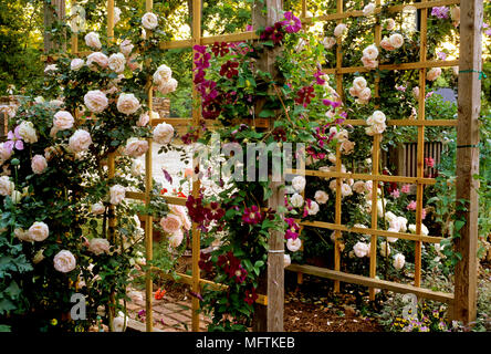 Rosa 'Eden' & Clematis x jackmanii auf Gitter mit Garten Zimmer über Stockfoto