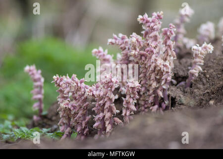 Toothwort (Lathraea squamaria) parasitären Pflanze. Hellrosa Blüten der Pflanze in der Familie Orobanchaceae, das Anstecken der Weide (Salix sp.) Stockfoto