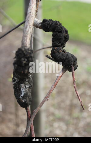 Chicago lokalen Baum Pilz Tropfen aus einem Zweig. Stockfoto