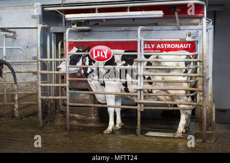 Kuh in robotic Milch Maschine gemolken Stockfoto