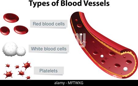 Arten von Blutgefäßen Darstellung Stock Vektor