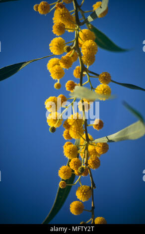 Nahaufnahme von Mimosen, Blumen Stockfoto