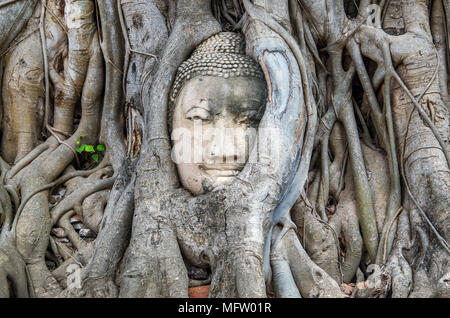 Kopf des Buddha Die Wurzel des Baums ist erstaunlich in Thailand. Bodhi Baum Wurzeln im Wat Maha That Ayutthaya Stockfoto