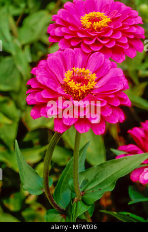 Zinnia elegans ÔBlue Punkt lila PrinceÕ Stockfoto