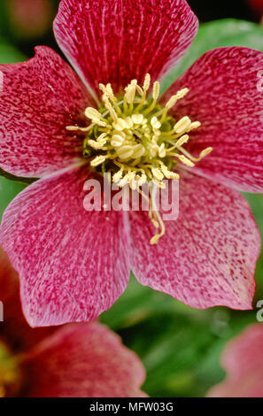 Helleborus x hybriidus Stockfoto