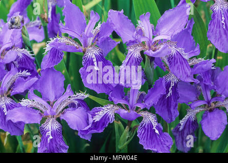 Iris tectorum Stockfoto