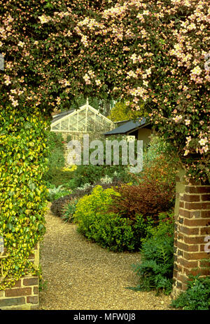 Clematis montana ÔRubraÕ und Hedera helix ÔGold HeartÕ klettern über Ziegel Eingang mit Blick über den Garten Stockfoto