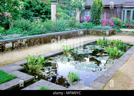 Moss Garten mit Teich und Anpflanzungen der Nymphaea, Taxus whipplei ÔFastigiata AureaÕ, Rosa und Pericallis x Hybridus Stockfoto