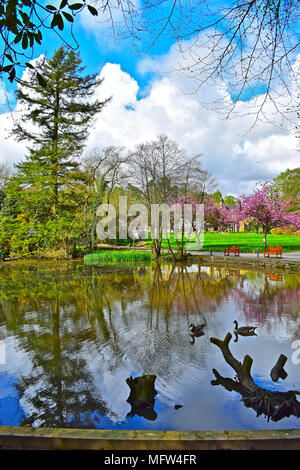 Lakeside Szene mit ein paar Kanada Gänse auf dem Wasser, Bryngarw Country Park, Brynmenyn, Bridgend, Wales Stockfoto