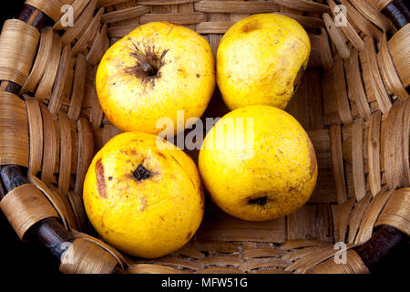 Alte deutsche Apple Cultivar 'egers Renette' Stockfoto