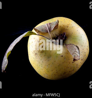 Alte deutsche Apple Cultivar 'egers Renette' Stockfoto