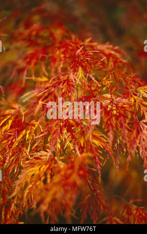 Rote Laub von Acer palmatum? issectum Seiryu? Ahorn Stockfoto