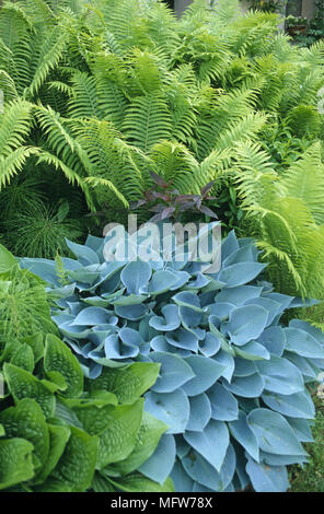 Nahaufnahme von Funkien und Farne in Blume Grenze Stockfoto