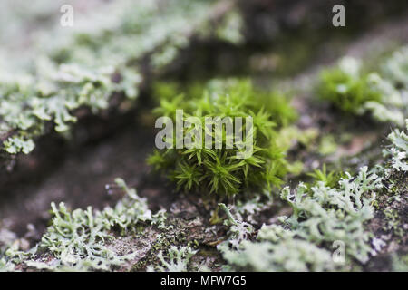 Nahaufnahme von Baumrinde mit Wand schraube Moss. Stockfoto