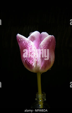 Rosa Tulpe Blume auf Schwarz Stockfoto