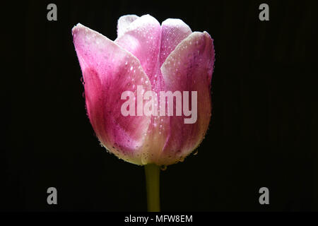 Rosa Tulpe Blume auf Schwarz Stockfoto