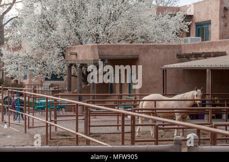 Spanish-Pueblo Haus mit Frühlingsblumen Stockfoto