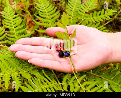 Frau Beeren im Wald. Sie legte eine Hand auf die rote Preiselbeeren und Blaubeeren auf einem Ast mit Blätter. Fern für den Hintergrund. Stockfoto