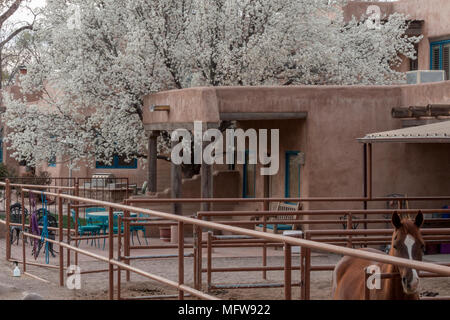 Spanish-Pueblo Haus mit Frühlingsblumen Stockfoto