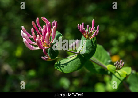 Geißblatt Blumen, Abruzzen Stockfoto