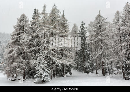 Schneefall in den Lärchenwald Stockfoto