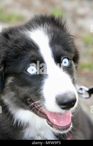 Schwarz-weißer australischer Schäferhund mit hellblauen Augen und geöffnetem Mund, der die Zunge zeigt Stockfoto