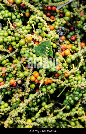 Frisch geerntete Pfefferfrüchte (Pfefferkörner) in einer Plantage in Kampot, Kambodscha Stockfoto