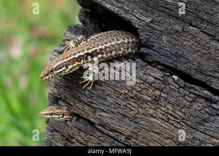 Zwei gemeinsame Wand Eidechsen (Podarcis muralis/Lacerta muralis) aus Lücken in der Verbrannten Baumstamm Stockfoto