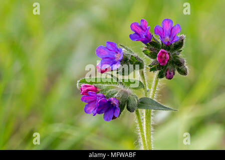 Berg lungenkraut (Pulmonaria montana) in Blume Stockfoto