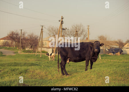 Stier auf einer Wiese Stockfoto