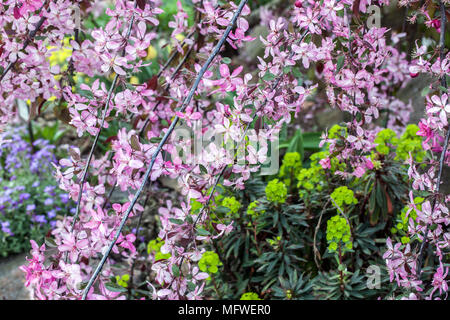 Crab Apple, überhängenden Ornamental Apple Tree, Malus Royal Beauty, Euphorbia Stockfoto